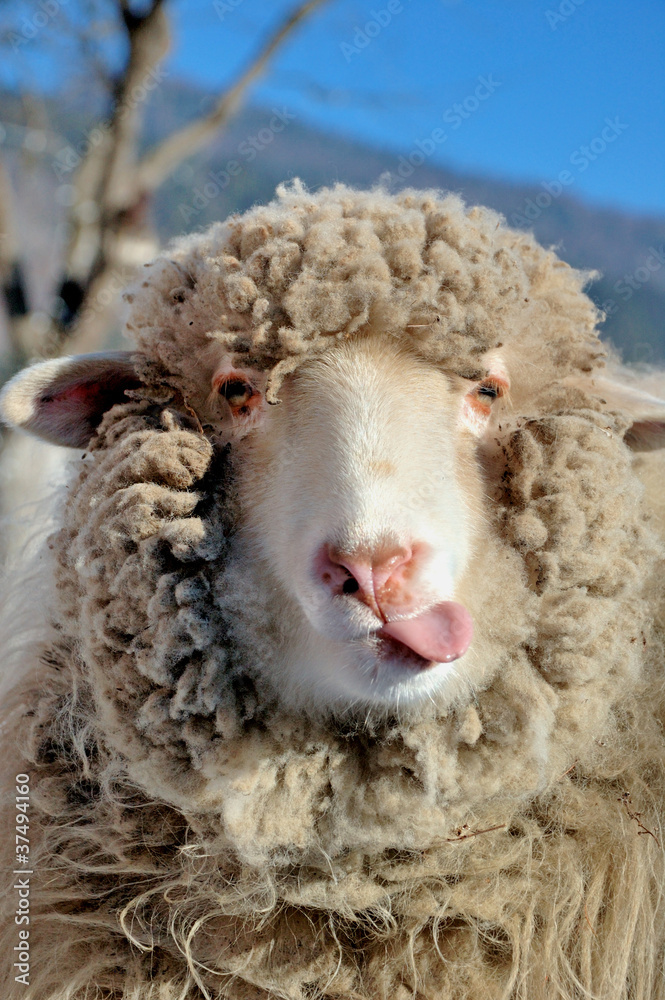 Naklejka premium Funny sheep portrait