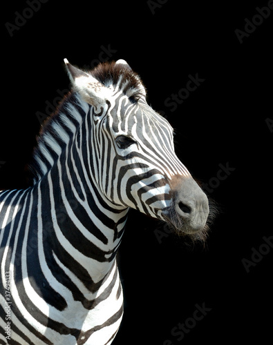 Zebra © byrdyak