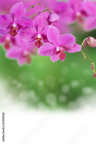 pink orchid background