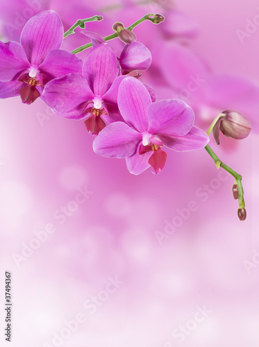 pink orchid background