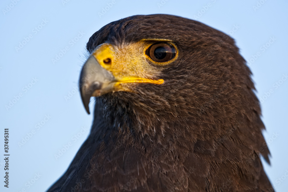 Harris Hawk Harris Hawk