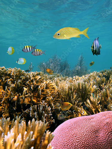 Shallow coral reef underwater with tropical fish in the Caribbean sea, Mexico