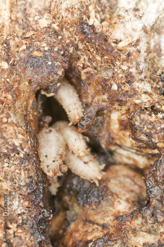 Larvae in tree, extreme close up with shallow depth of field