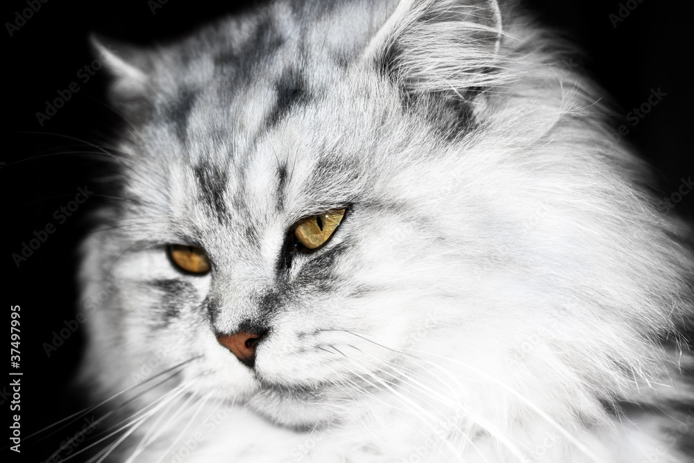 white cat white cat