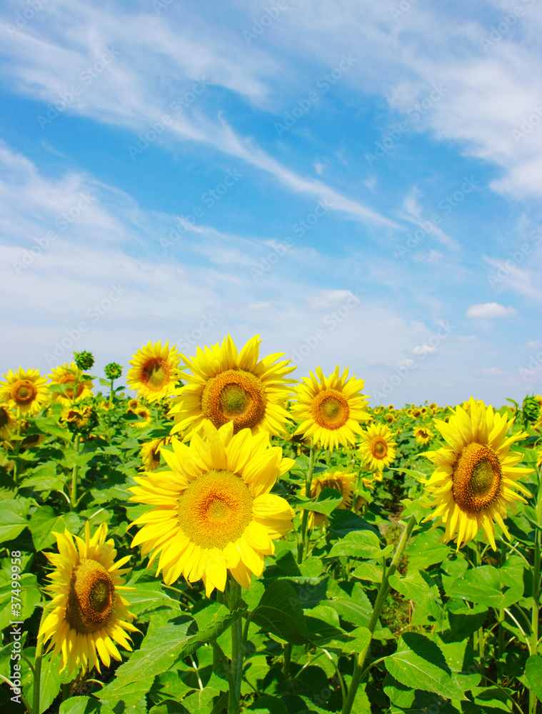 Fototapeta premium sunflowers