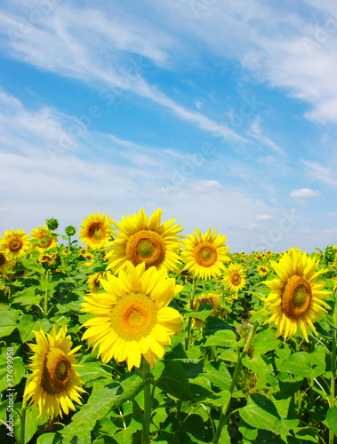 sunflowers