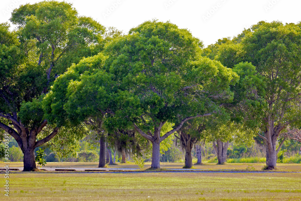Florida Everglades Trees