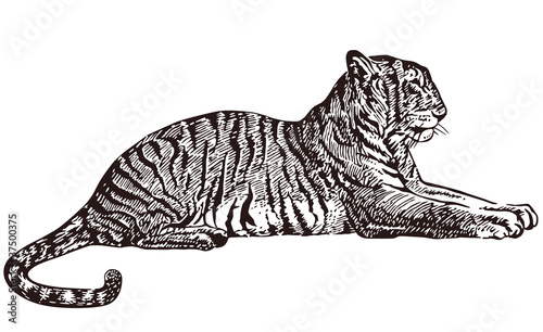liegender Tiger