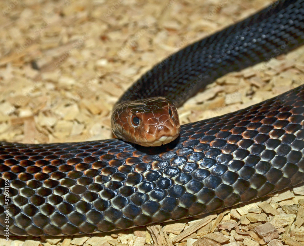 Fototapeta premium Snake