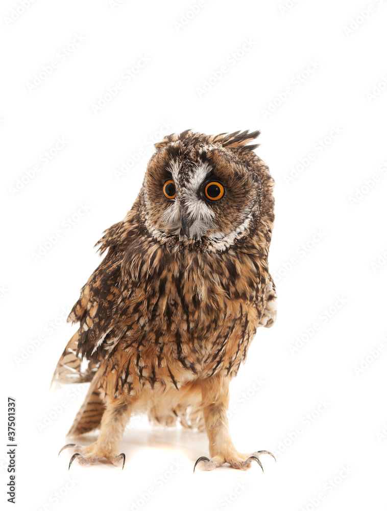 long-eared owl isolated on white background long-eared owl isolated on white background
