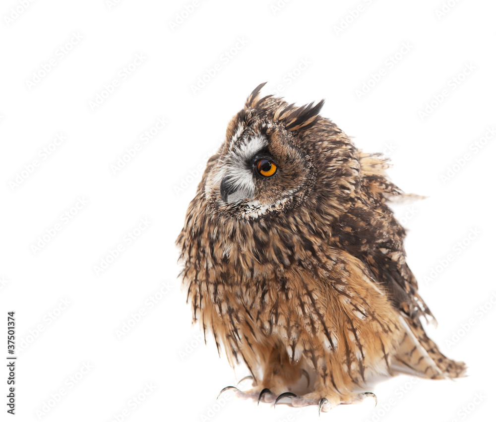 Fototapeta premium owl isolated on white background