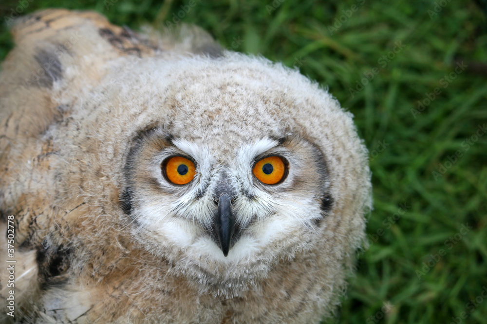 Naklejka premium Eagle owl chick