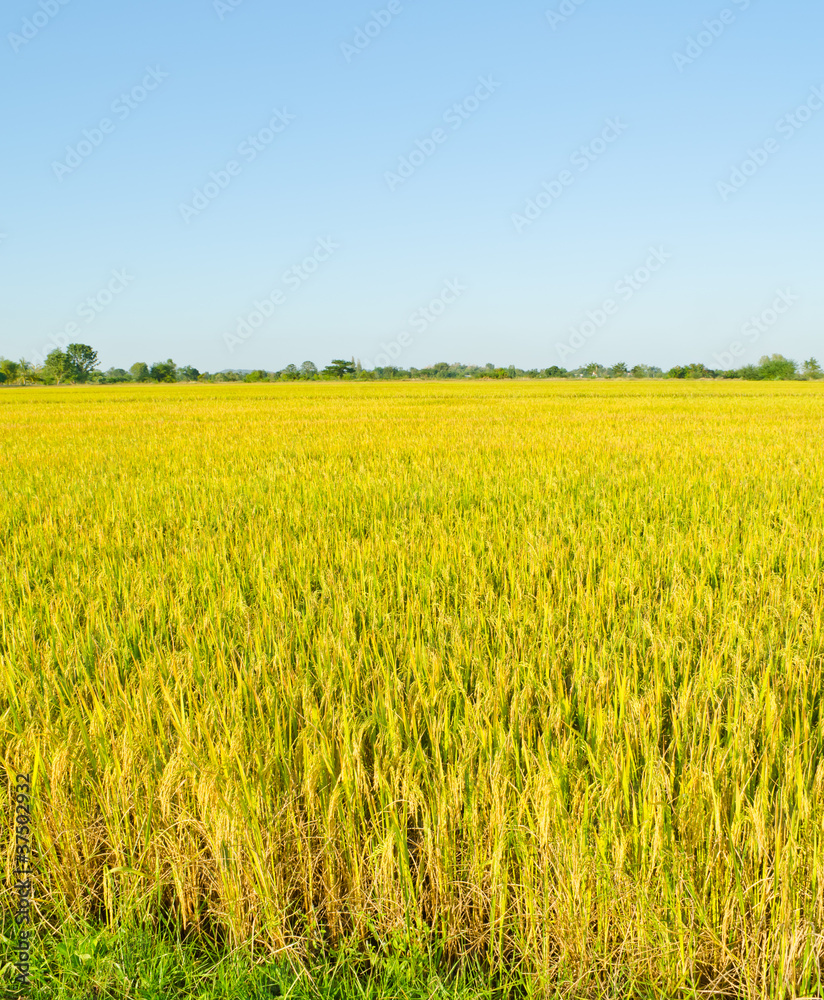 landscape of golden rice field in Thailand
