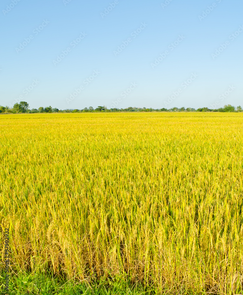 landscape of golden rice field in Thailand landscape of golden rice field in Thailand