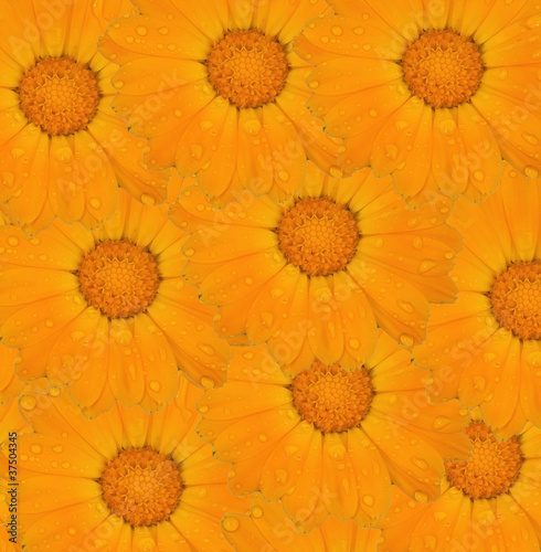 CAlendula