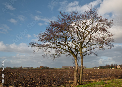 Two bare trees on the roadside