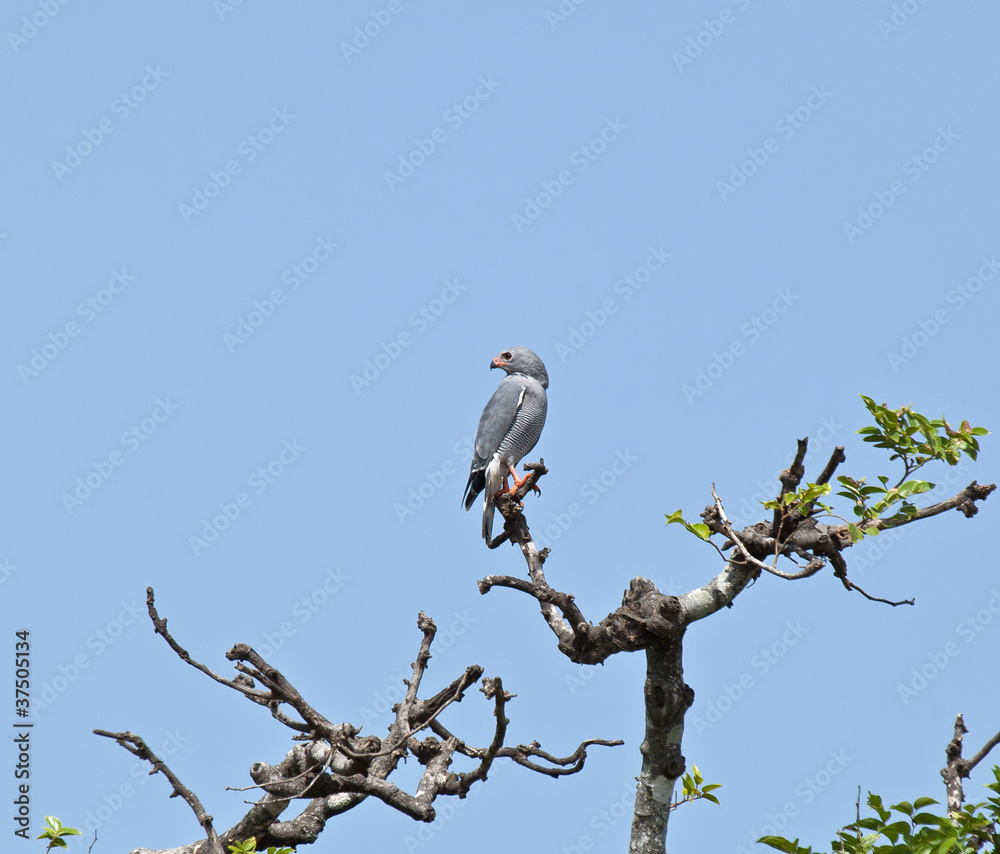 Lizard Buzzard in Tree Lizard Buzzard in Tree