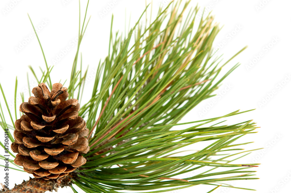 branch with pine cone branch with pine cone
