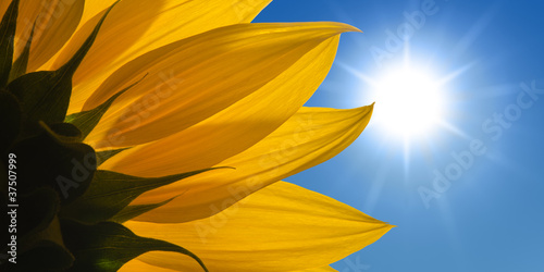 Sonnenblume vor sonnigem Himmel photo