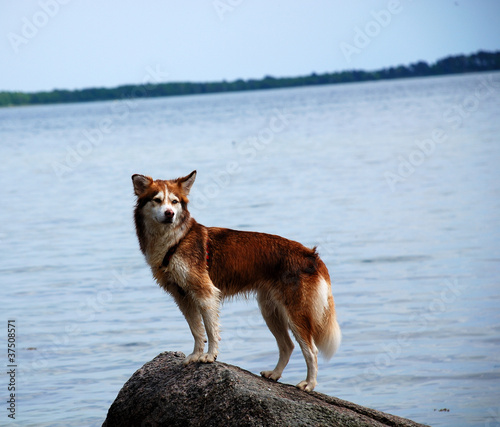 Husky steht auf Stein
