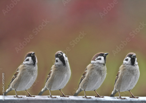 sparrows birds