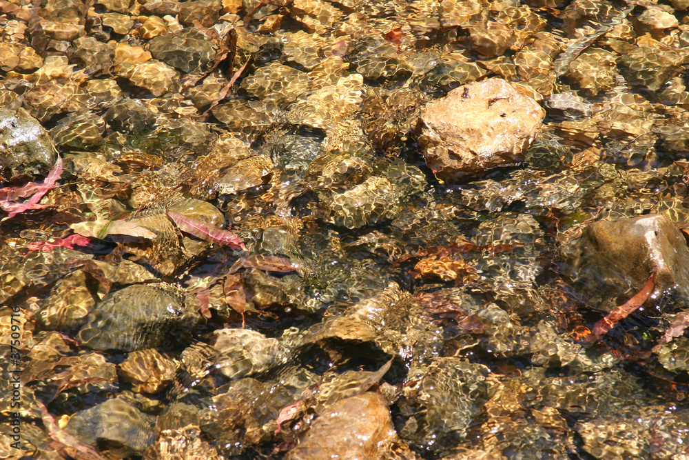 Obraz premium Background with elements of the marine fauna and flora.