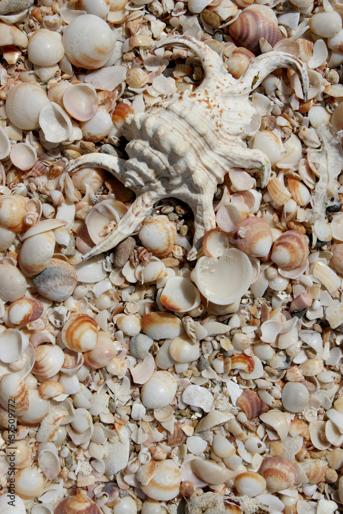 Fototapeta premium Background with elements of the marine fauna and flora.