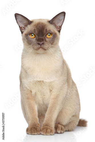 Fotografie Burma cat on white background