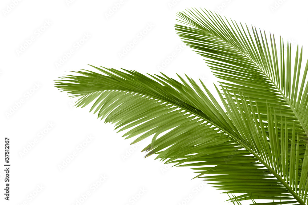 Obraz premium Leaves of palm tree