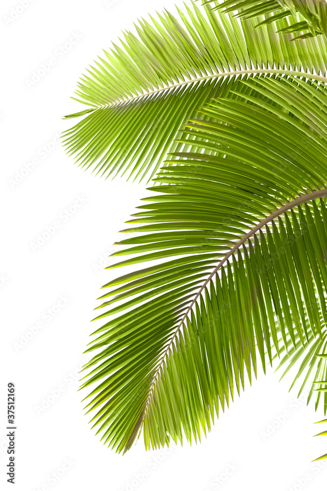Obraz premium Leaves of palm tree