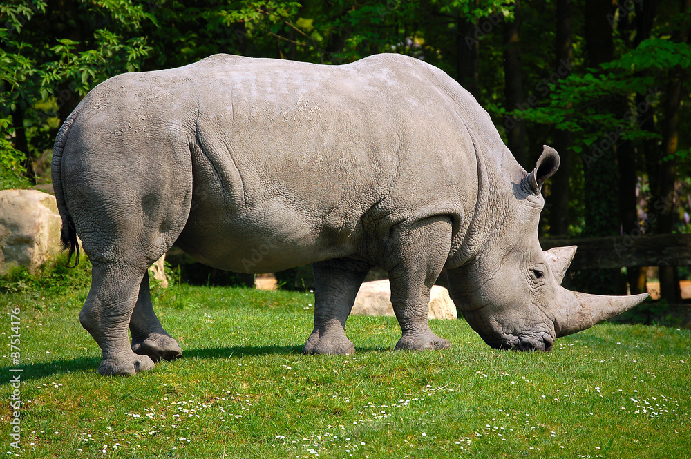 White Rhino White Rhino