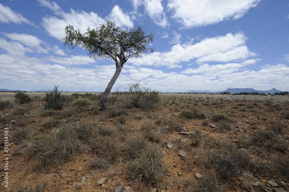 Karoo scene,Blouboskuil,Graaff Reinet,south Africa Karoo scene,Blouboskuil,Graaff Reinet,south Africa