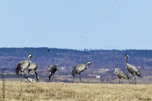 Common Cranes in spring