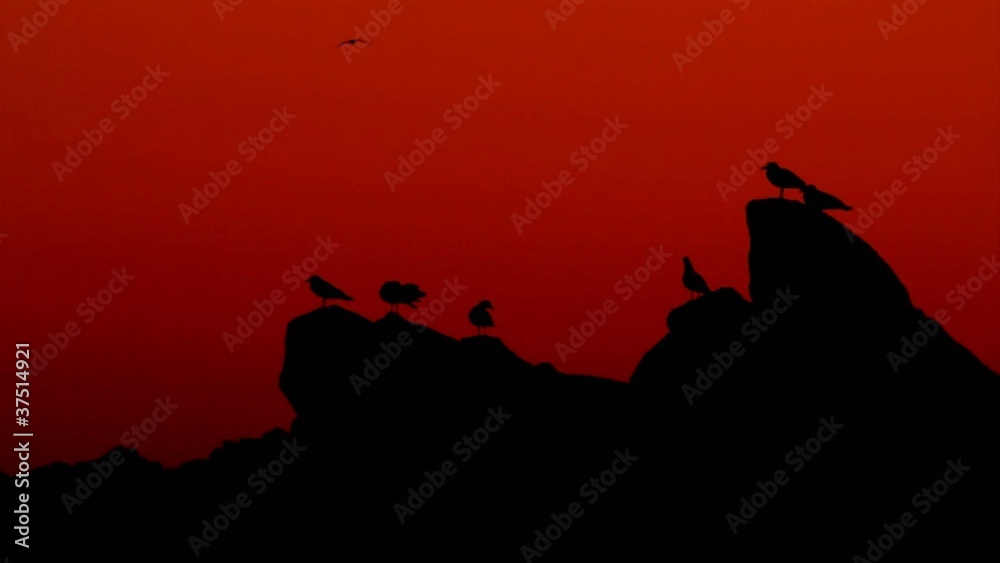 Morning silhouette of a coastal rock Morning silhouette of a coastal rock