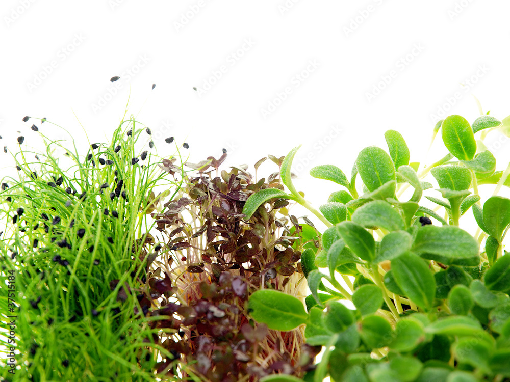 Φωτογραφία kräuter und kresse freigestellt auf weißem hintergrund