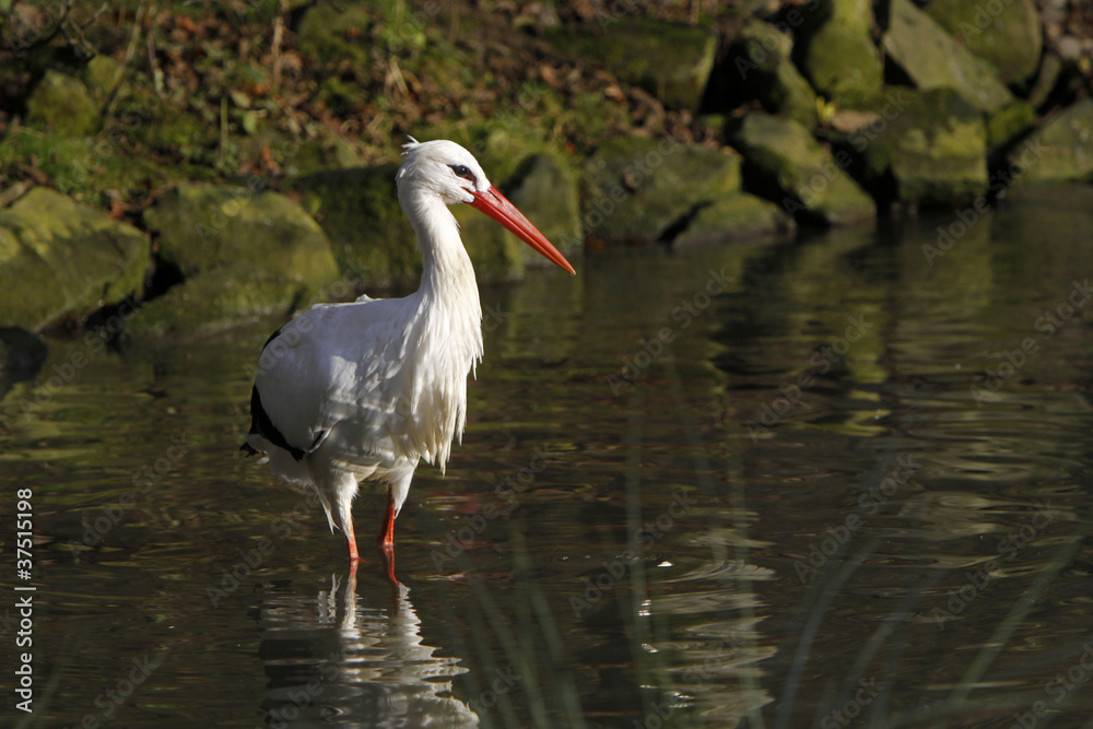 Fototapeta premium Weißstorch im Wasser