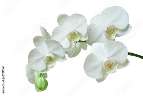 orchid isolated on white background