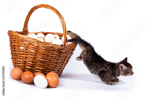 Kitten und eggs photo