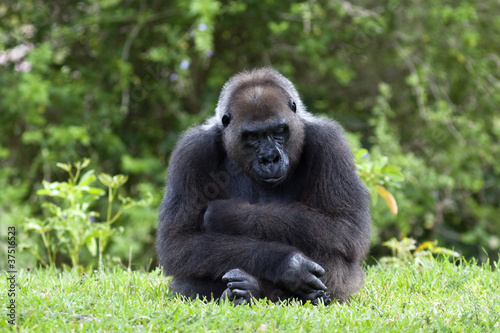 Gorilla in deep thought