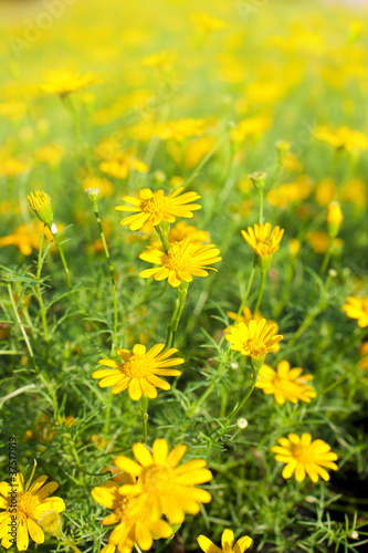 Yellow flowers. © bill2499