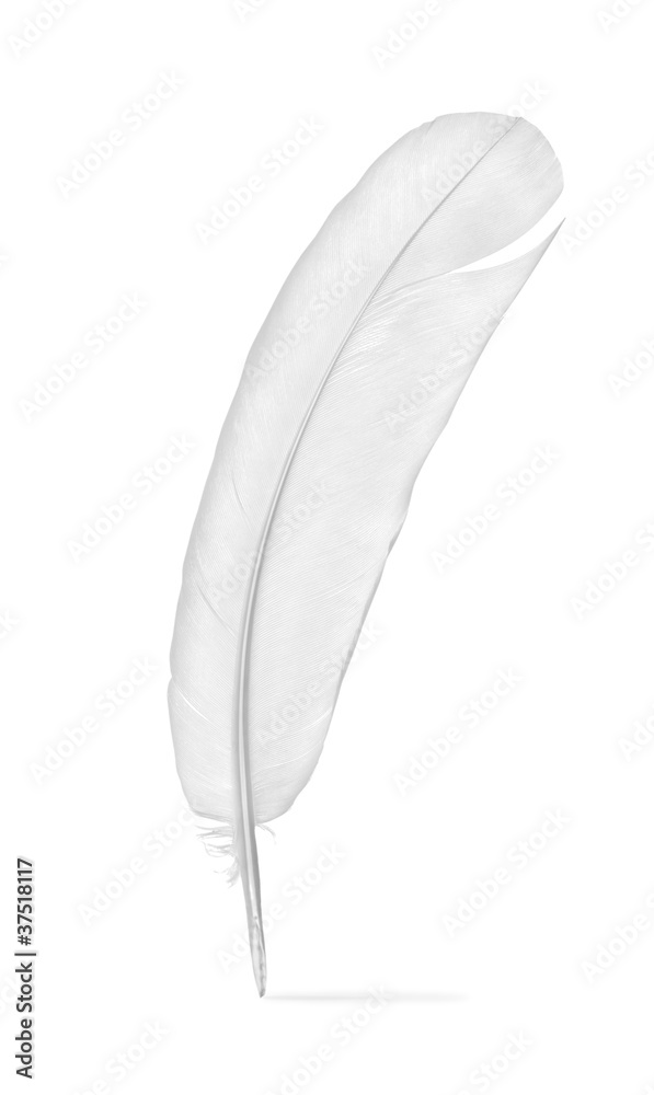 Feather of a pigeon