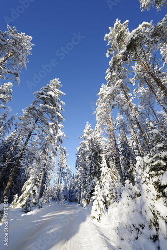 snowy forest in sweden