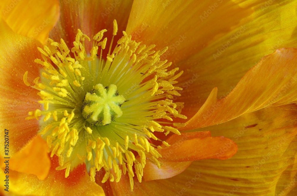 Obraz premium Yellow Poppy Macro