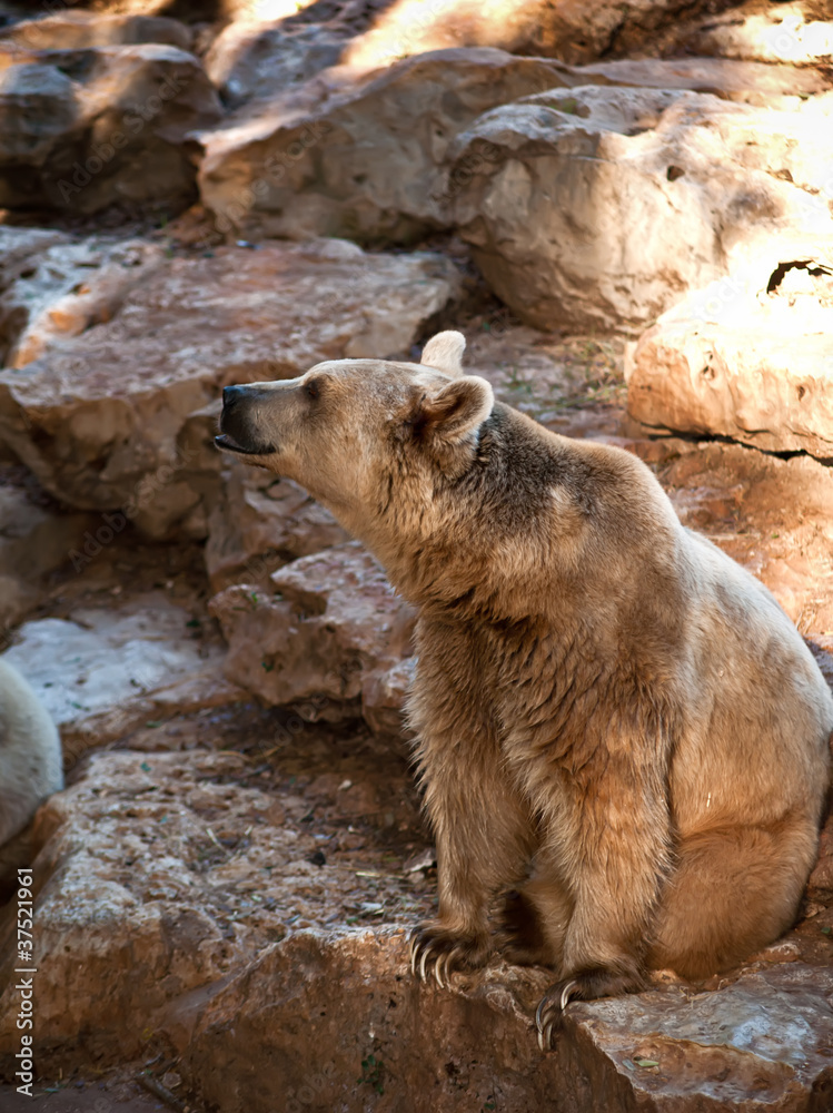 Obraz premium Bear .