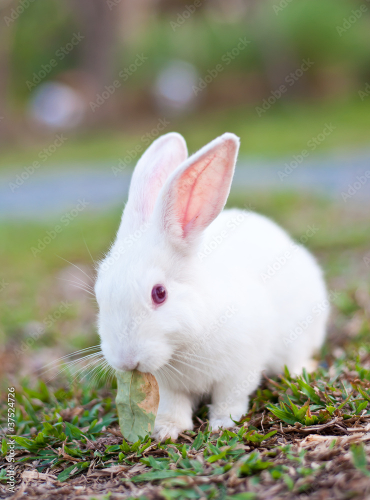 White rabbit in the farm White rabbit in the farm