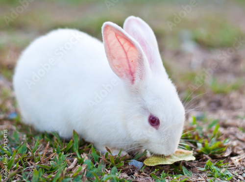 White rabbit in the farm