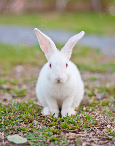 White rabbit in the farm