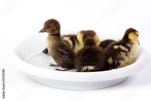 Duckling photo