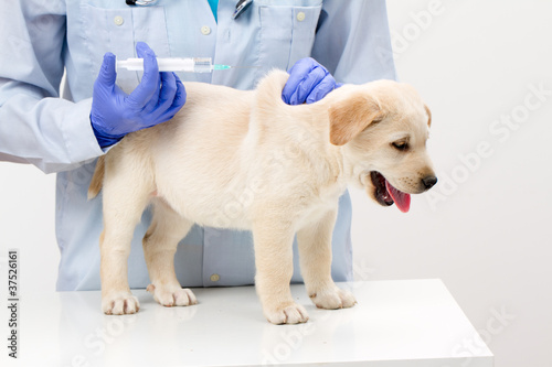 Fototapeta Naklejka Na Ścianę i Meble -  Veterinary surgeon is giving the vaccine to the labrador puppy