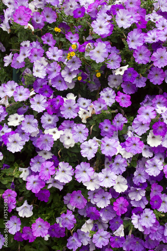 Lots of colorful petunia flowers close up.